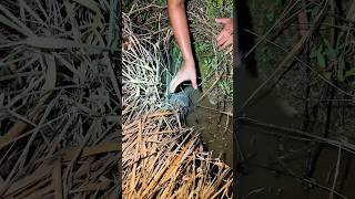 Download lagu Finally caught a beautiful feathered jungle fowl 😱 #jungle #chicken #viral mp3