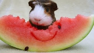 Animals Eating Watermelon [HD 2014]