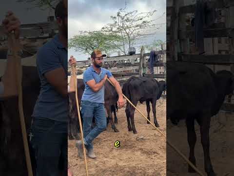 🐂🌾 Toda terça-feira tem Feira do Gado da Rua Nova, em São José da Tapera-AL.