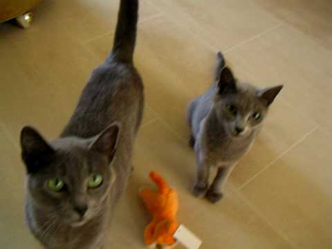 Nadesha  Yukibo 2010