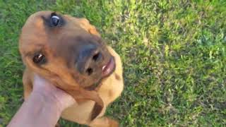 Video preview image #4 Bloodhound Puppy For Sale in CUMBY, TX, USA