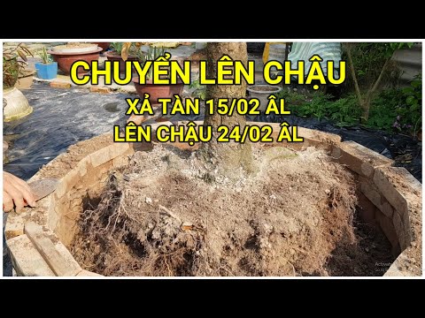 🔴 QBS22158 - THAY CHẤT TRỒNG CHO CÂY MAI TÀN THÔNG 24/02 || THỜI ĐIỂM THAY CHẤT TRỒNG CÂY MAI VÀNG