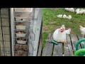 Slagtning og partering af 64 kyllinger. Del 1 af 2