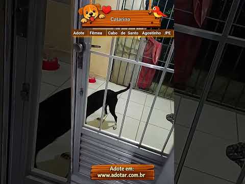Catarina: Doe uma cadela SRD dócil em Cabo de Santo Agostinho