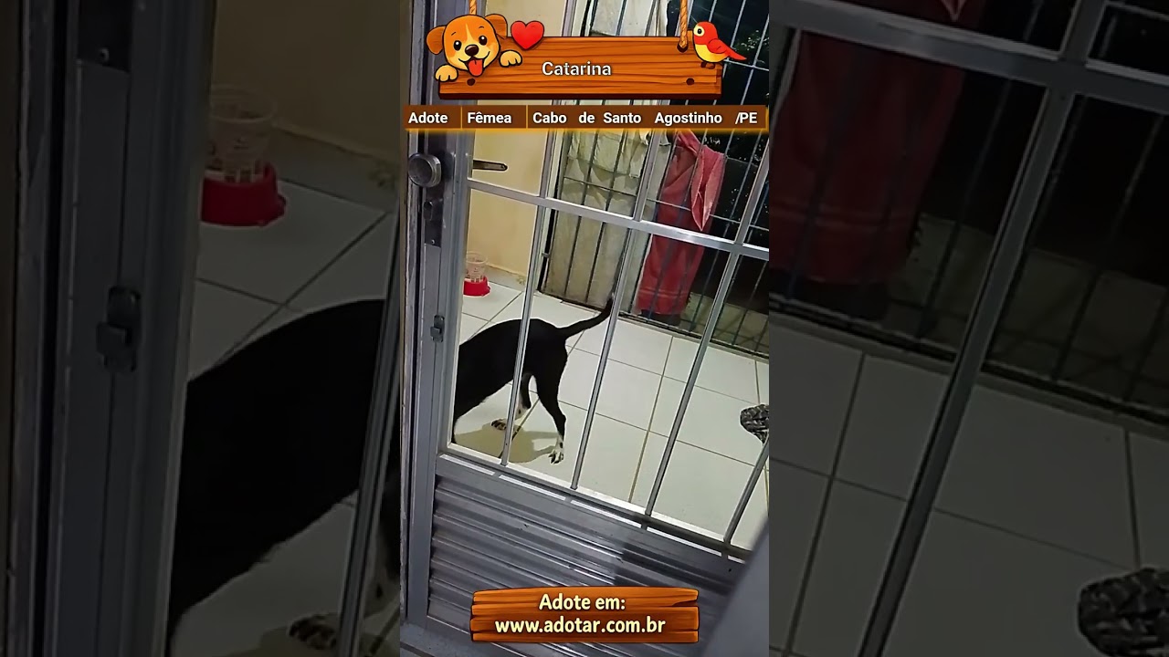 Cachorro raça SRD-ViraLata idade 1 ano nome Catarina