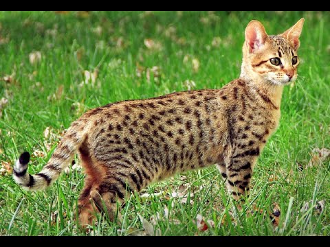 12 Interesting Savannah Cat Facts