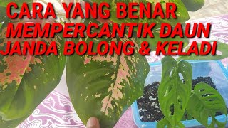 Download lagu MEMPERCANTIK TANAMAN JANDA BOLONG DAN KELADI YANG LAGI VIRAL mp3 Download lagu MEMPERCANTIK TANAMAN JANDA BOLONG DAN KELADI YANG LAGI VIRAL mp3
