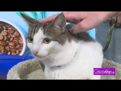 Footbridge Association | Great Day SA - YouTube