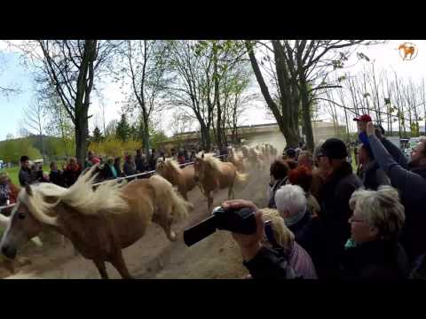 Weideauftrieb im Haflinger Gestüt Meura 30.04.2017
