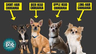 7 Types of Chihuahua: Which Is Right for You?