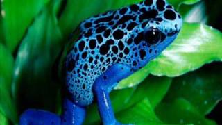 Syncopix - Blue Frog