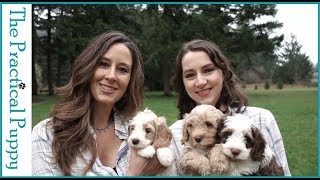 The Practical Puppy — What We're About
