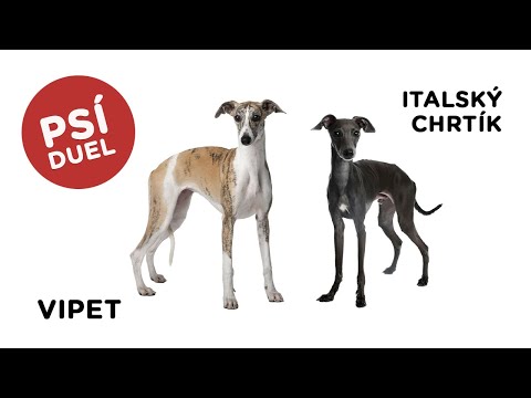 Psí duel - Vipet vs Italský chrtík - Tlapka TV
