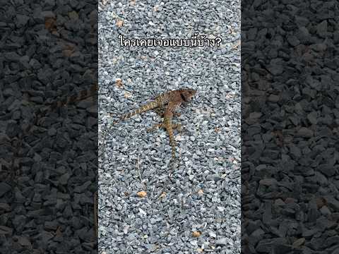 กำลังทำอะไรกัน?🦎 #ลองดู #กิ้งก่า #ฝากติดตาม #หมูหมีจัดให้ #เอ็นจอยคับผม