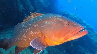 Miniature de la vidéo