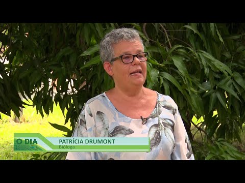 EMBRAPA desenvolve pesquisa sobre agricultura e abelhas-arapuás 14 01 2023