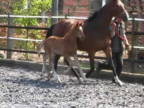 Big Foot  (Belissimo M - Lauries Crusador xx - Bolero - Argus - Duellant) Fohlen 2010