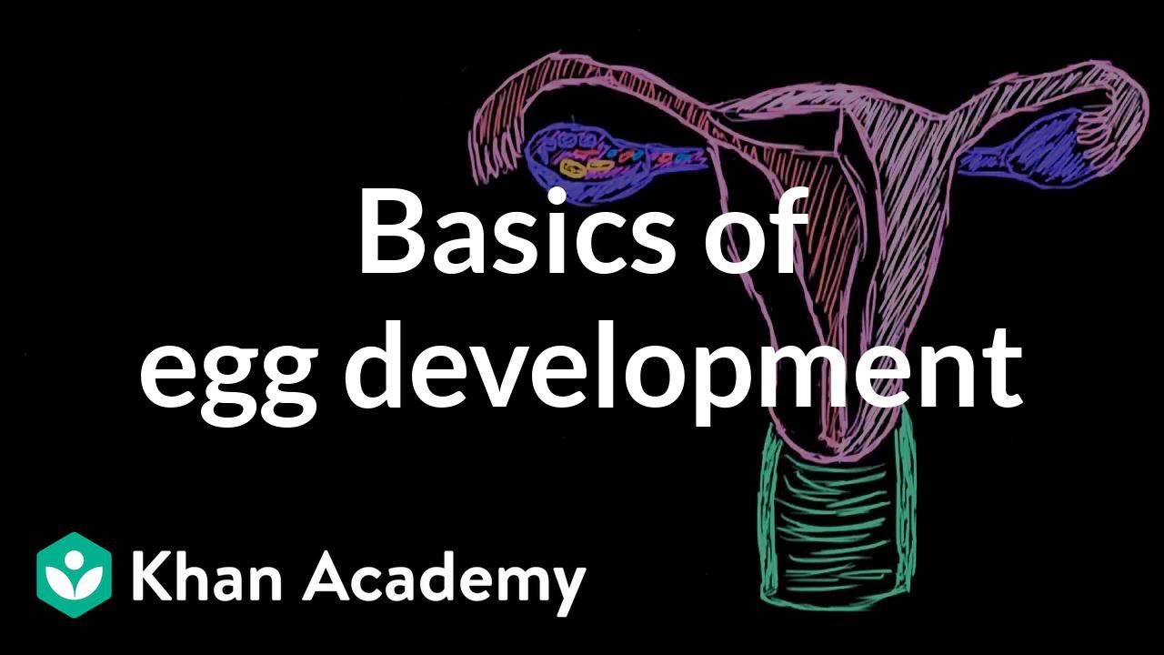 Basics of egg development | Reproductive system physiology | NCLEX-RN | Khan Academy