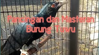 Download lagu Suara Burung Tuwu Gacor, Cocok untuk Pancingan dan Masteran mp3