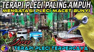 Download lagu Terapi pleci terbaru agar cepat bunyi sampai buka paruh || Terapi pleci paling ampuh #terapipleci mp3