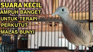 Download lagu Perkutut Lokal Gacor Suara Kecil Pancingan Perkutut (💯%AMPUH BANGET) Bikin Cepat Gacor mp3