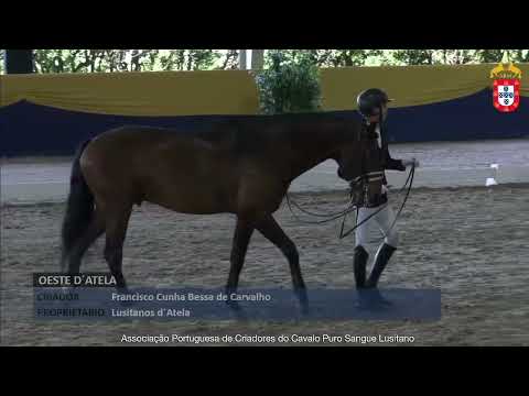 240127 41 Oeste D´Atela - Aprovação de Reprodutores