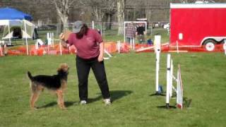 preview picture of video 'Toby agility 4/19/2009'