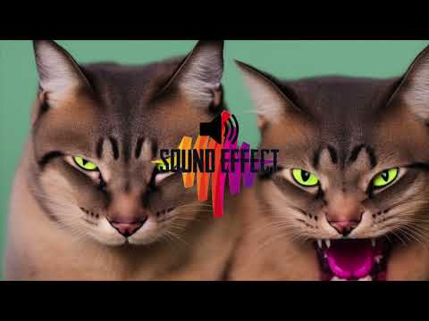 ANGRY CAT MEOWS SOUND EFFECT - 1 HOUR
