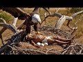 Life Million Of Years Ago The Daily Life Of Prehistoric Humans