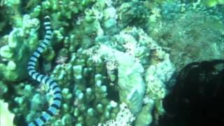 preview picture of video 'Sea Snake Recudo Tablas Romblon.mp4'