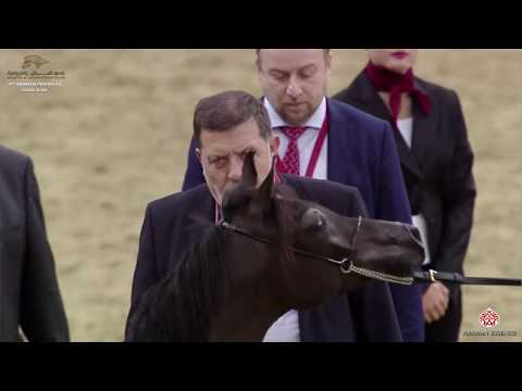 N 86 MASHHOOR EL ABRQAH   10th Qatar International Arabian Peninsula Horse Show 2020   Yearling Colt