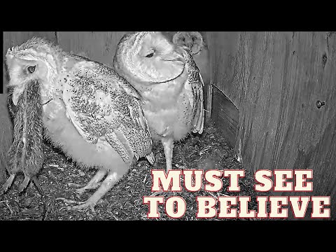 Amazing!! Barn Owl nestling swallows LARGE rat WHOLE. Must See to believe.
