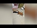 Pet flying squirrel plays dead with a broom [@teacexsss ]