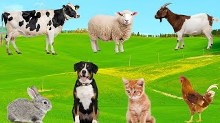 Cute Little Animals - Squirrels, Sheep, Goats, Rabbits, Cats, Dogs, Chickens, Ducks,...