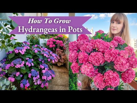 YouTube video about: When to plant hydrangeas in kansas?