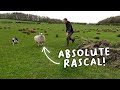 Sheep makes a fool of the Farmer |  Lambing Day 15