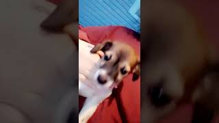 Chiweenie Puppies Videos