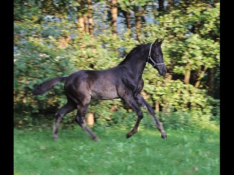 Oldenburger HF v. Morricone /San Amour/Fürst Heinrich/De Niro August 2016