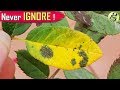 Black Spot Rose Disease – Treatment | Die Black - Save Rose Plant