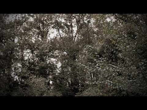 Pavle Stefanović, narodne melodije