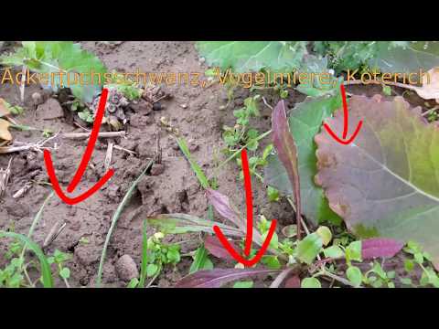 Nachauflauf Felderbegehung