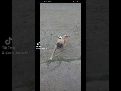 la kunga 🐕🐶💅🏻