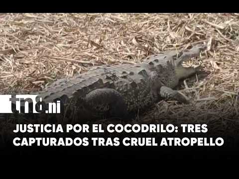 Tres detenidos por atroz muerte de cocodrilo en cañal de Chinandega