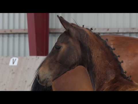 Hengstfohlen vom Vitalis