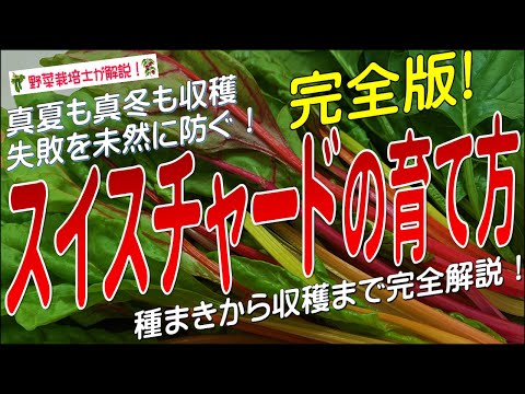 フダンソウの収穫: タイミング、保管、保存に関するヒント 植物