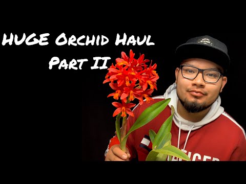 HUGE Spring 2020 Orchid Haul! || SVO Part II