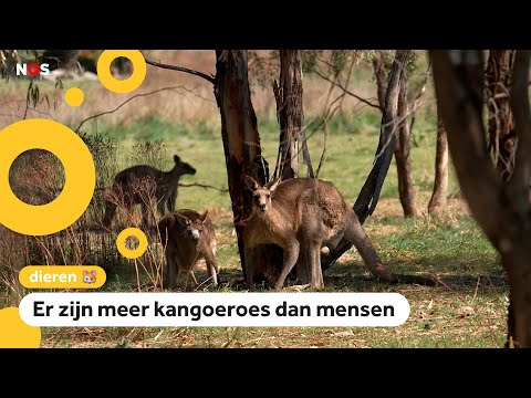 Miljoenen kangoeroes in Australië: Overlast of niet?
