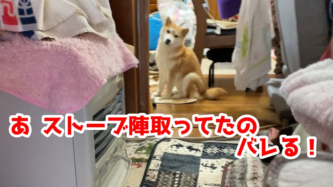 ストーブを独占してるのがバレた柴犬ハナ