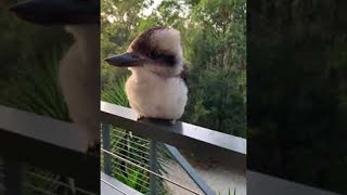 Download lagu Adorable Baby Kookaburra Demonstrates its Signature Laugh || ViralHog mp3