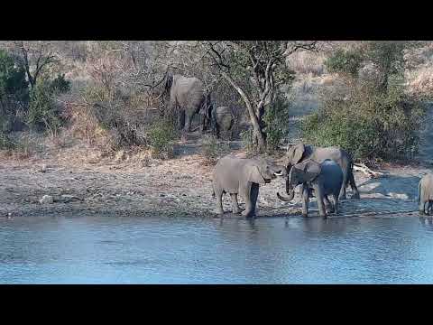 Djuma: Elephant herd-Pt:1 - 16:40 - 08/21/21